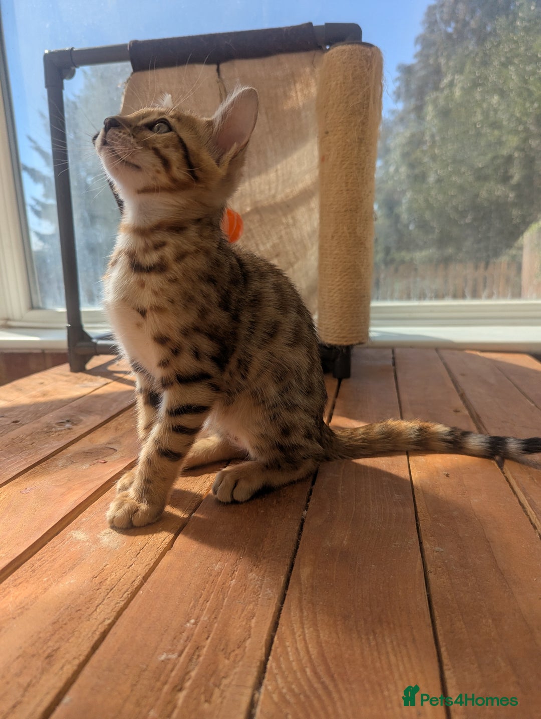 Bengal cats for sale: Bengal Kittens Purebred with Champion Lines  - Image 35