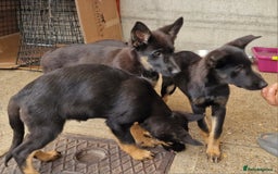 German Shepherd dogs for sale: German shepherd puppies - Image 5