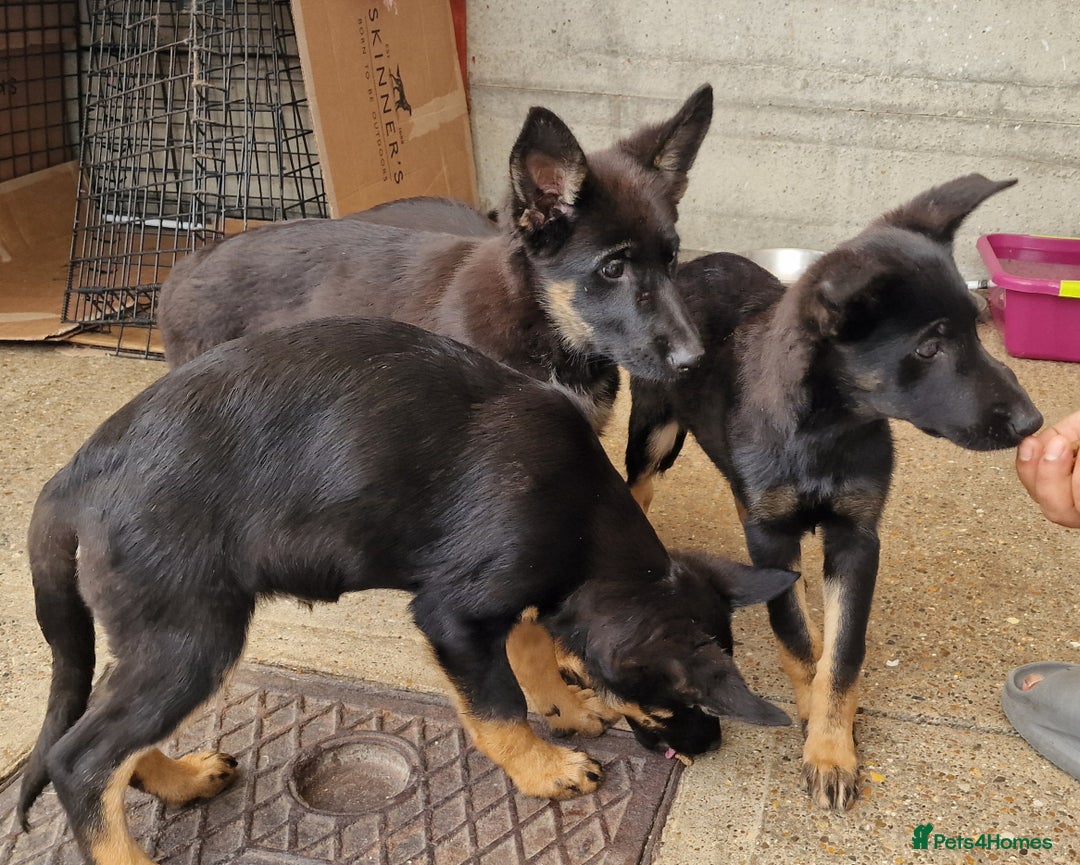 German Shepherd dogs for sale: German shepherd puppies - Image 5