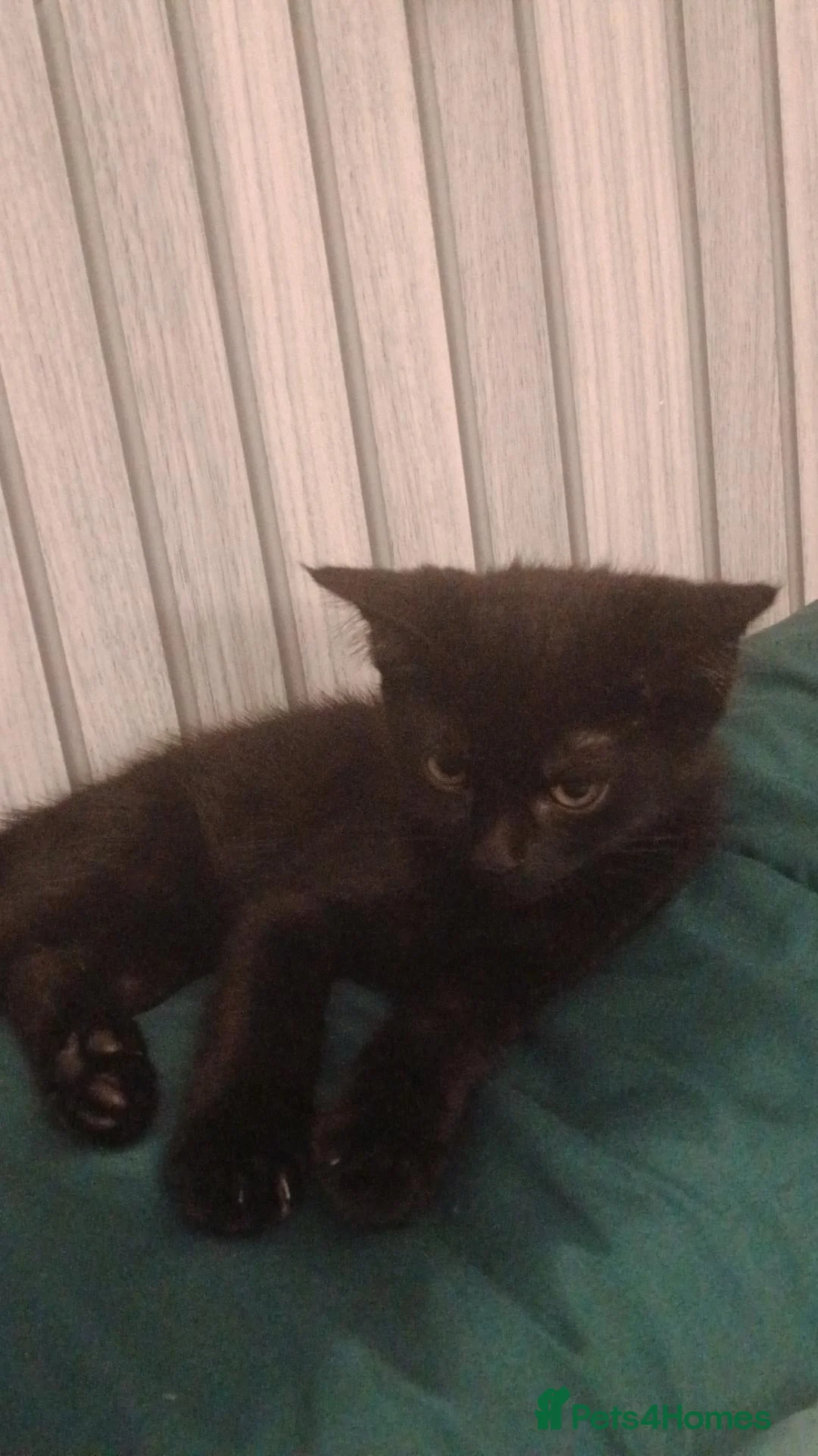 Mixed Breed cats for sale: Beautiful boy - Advert 1