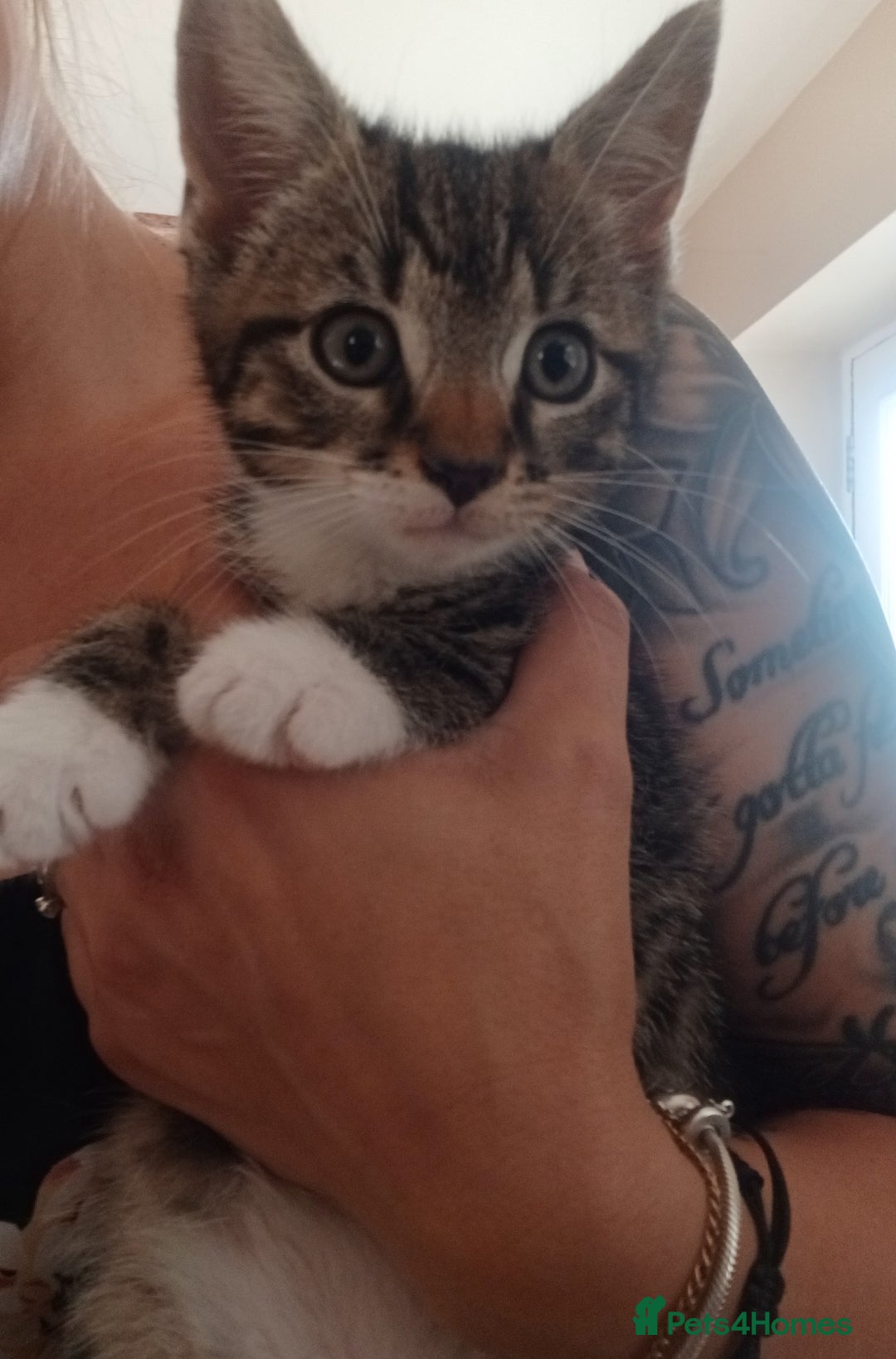 Mixed Breed cats for sale: Gorgeous Bengal x babies **READY NOW** - Image 1