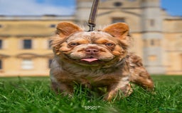 French Bulldog dogs for sale: Quality Visual Fluffy French Bulldog Pups!  - Image 10