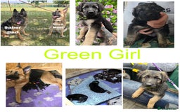 German Shepherd dogs for sale: German shepherd puppies Ready Now - Image 9