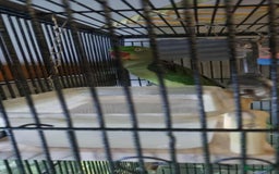 Parrots birds for sale: alexandrine parrot  - Advert 4