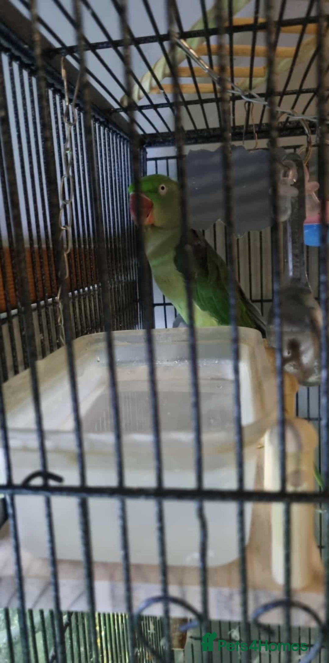 Parrots birds for sale: alexandrine parrot  - Advert 4