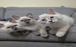 Ragdoll cats for sale: *READY NOW* GCCF Registered Ragdoll Kitten in Liverpool - Image 7