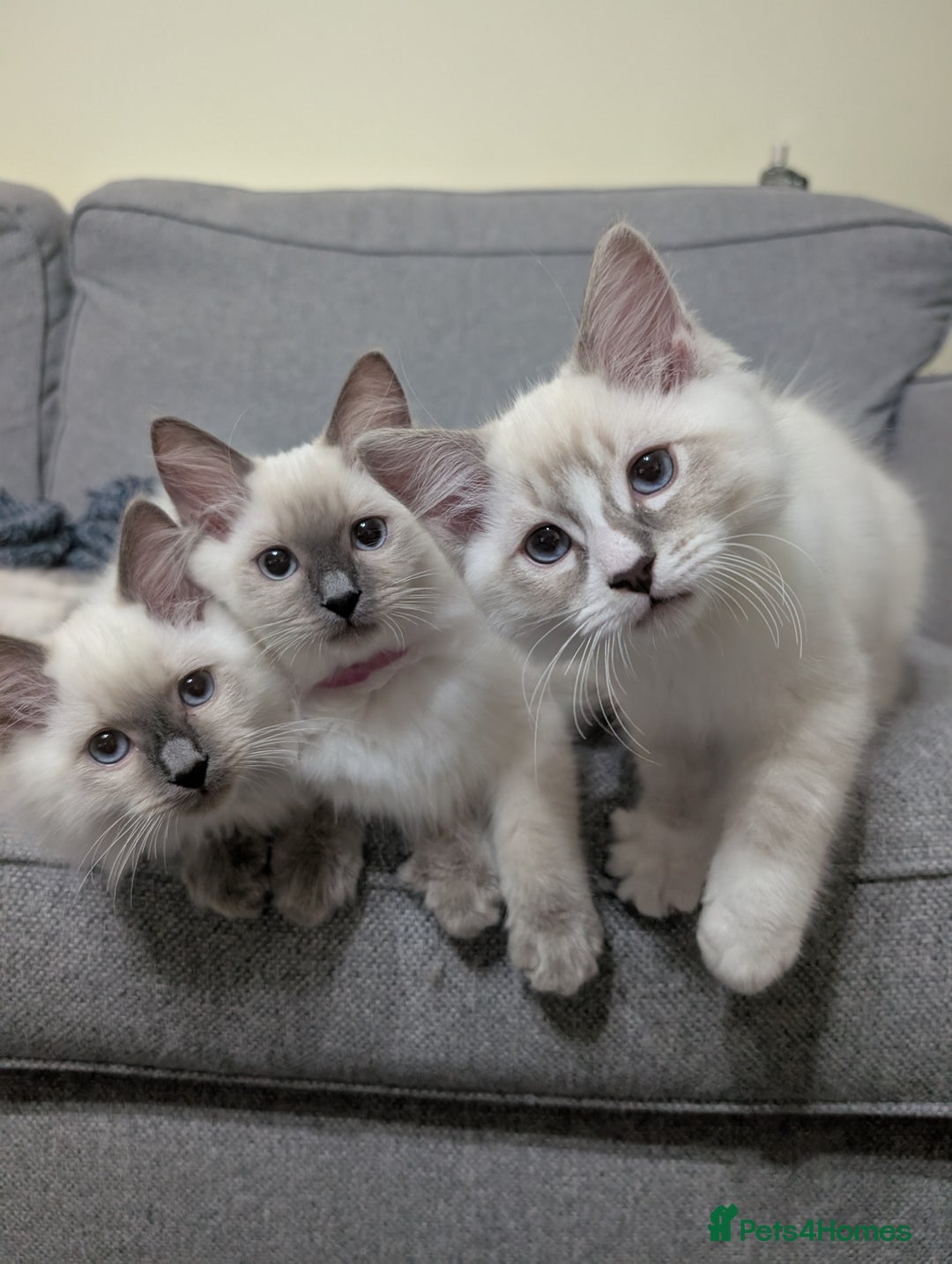 Ragdoll cats for sale: *READY NOW* GCCF Registered Ragdoll Kitten in Liverpool - Image 7