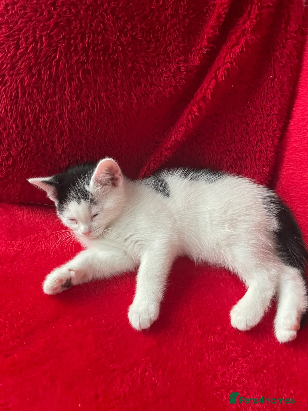Mixed Breed cats for sale: 1 boy and 3 girls  - Advert 4
