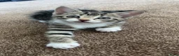 Mixed Breed cats for sale: 4 beautiful little girls ready to leave  - Advert 13