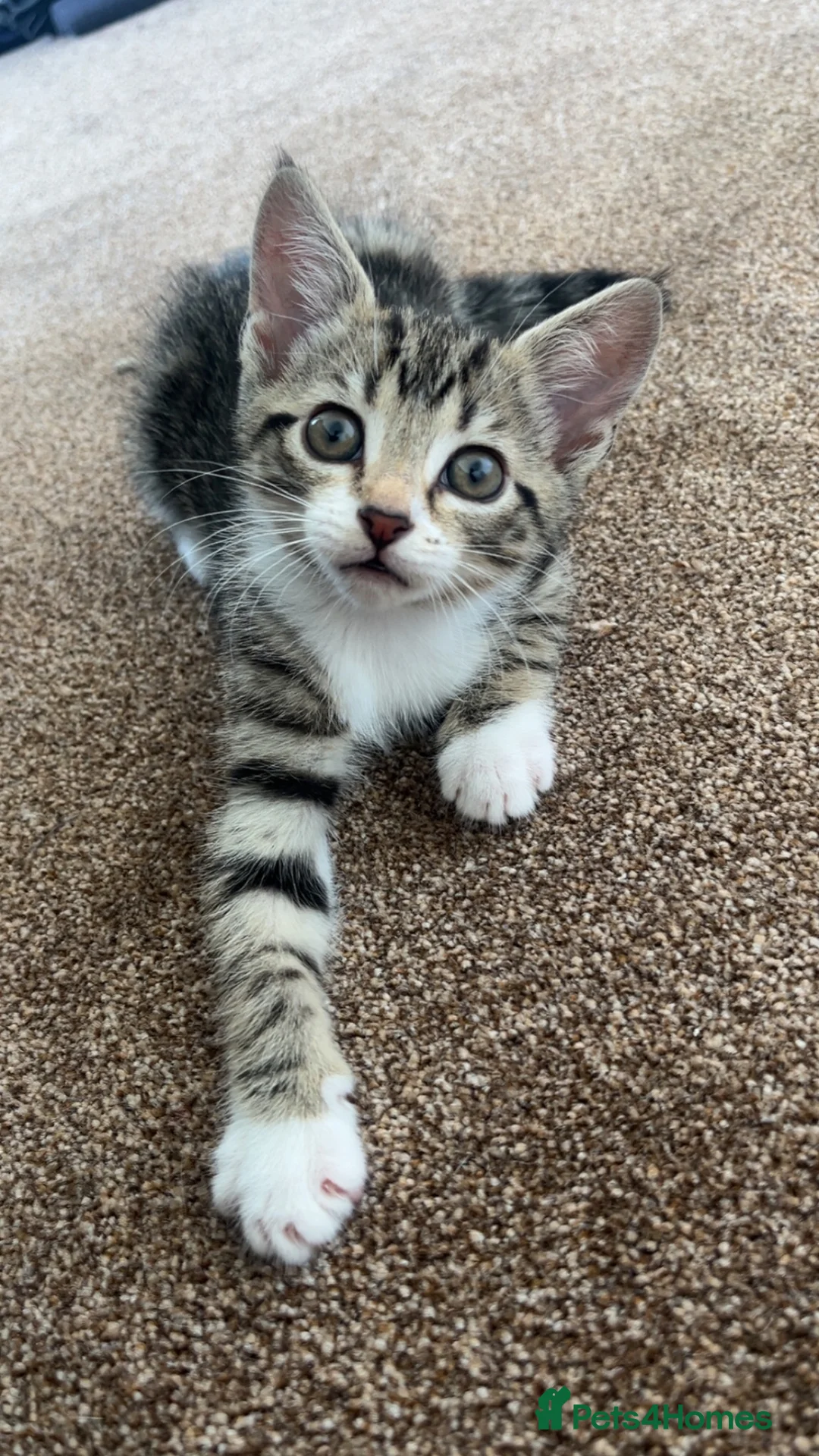 Mixed Breed cats for sale: 4 beautiful little girls ready to leave  - Advert 13