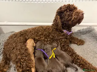 Cavapoo dogs 🤎Chocolate F1 ExtensivelyHealthTested - Advert 10