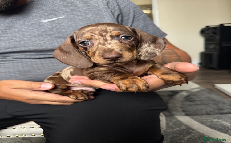 Dachshund dogs - Advert 4