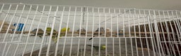 Budgerigars birds for sale: Budgies  - Advert 2