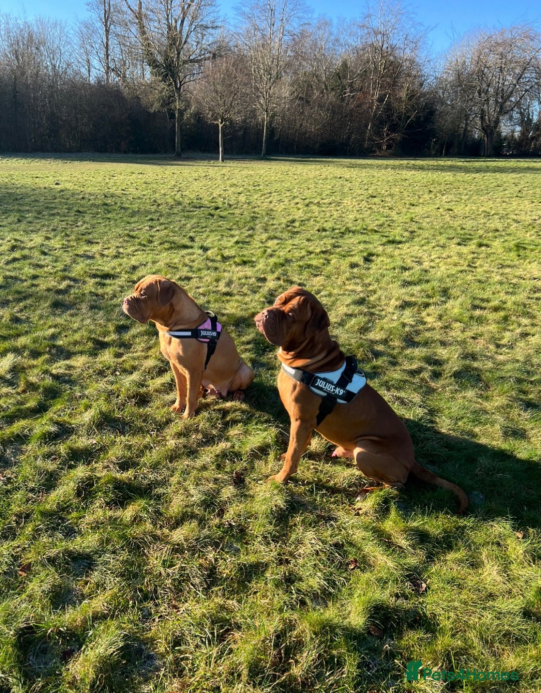 Dogue De Bordeaux dogs for sale: Beautiful Dogue De Bordeaux Puppies - Advert 29