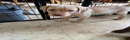 Labrador Retriever dogs for sale: LAST TWO GOLDEN FEMALE LABRADOR PUPPIES - Advert 7