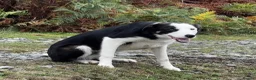 Border Collie dogs for sale: 8 month old Border Collie Male - Advert 7