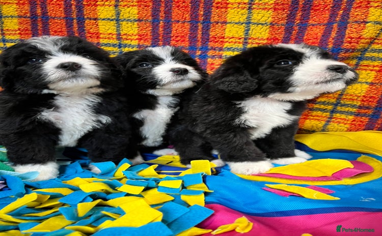 Bernedoodle dogs F1 standard Bernedoodle puppies. Licensed breeder - Advert 1