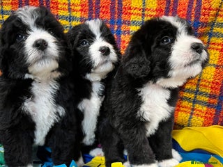Bernedoodle dogs F1 standard Bernedoodle puppies. Licensed breeder - Advert 1
