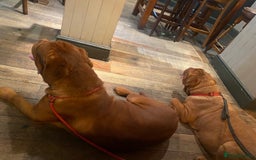 Dogue De Bordeaux dogs for stud: Stunning Dogue de Bordeaux‘s for stud  in Nottingham - Image 16