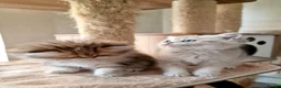 British Shorthair cats for sale: 🌟GCCF registred kittens 🌟 - Advert 14