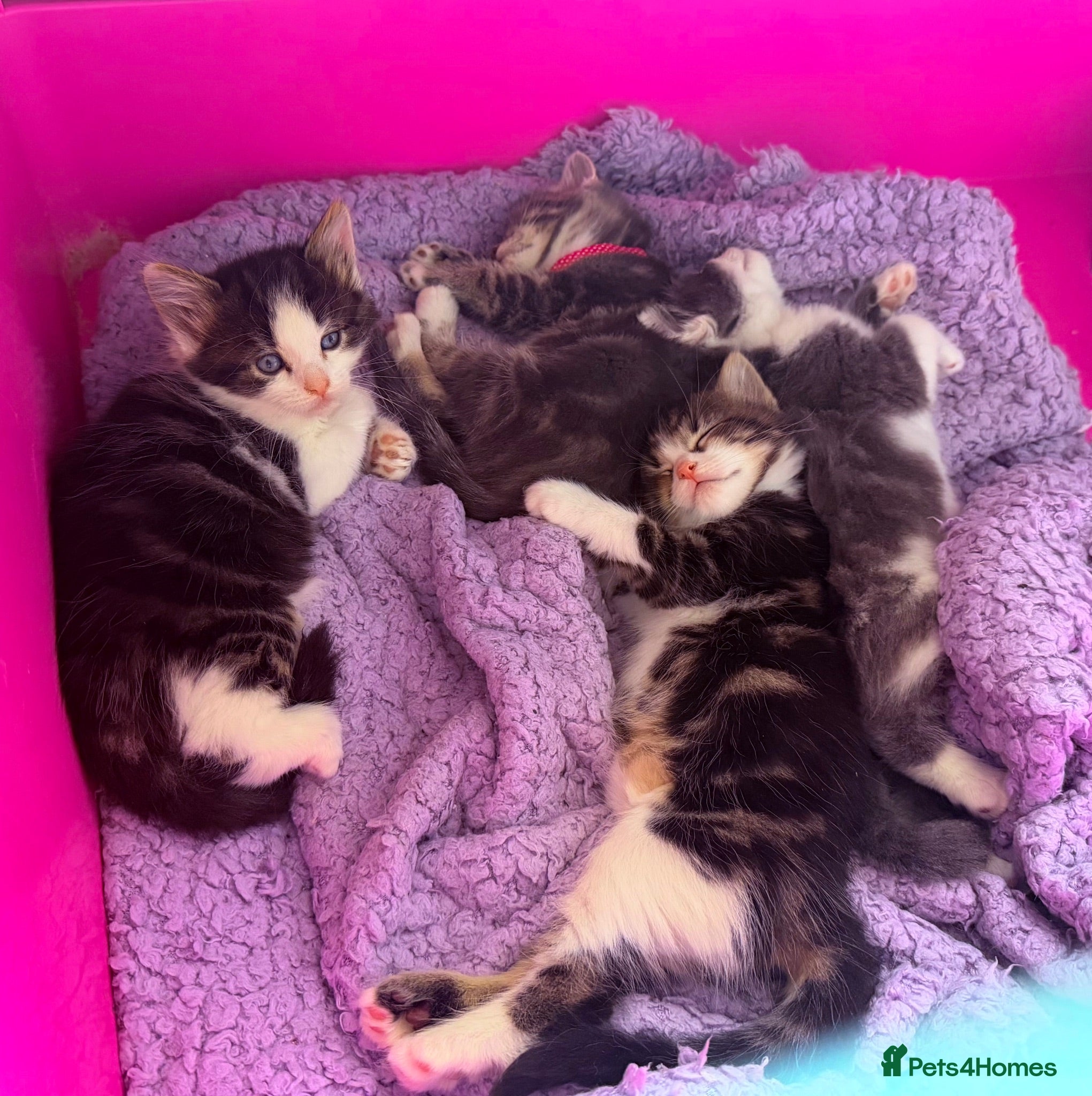Mixed Breed cats 3 beautiful fluffy kittens - Advert 2