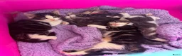 Mixed Breed cats for sale: 3 beautiful fluffy kittens - Advert 1