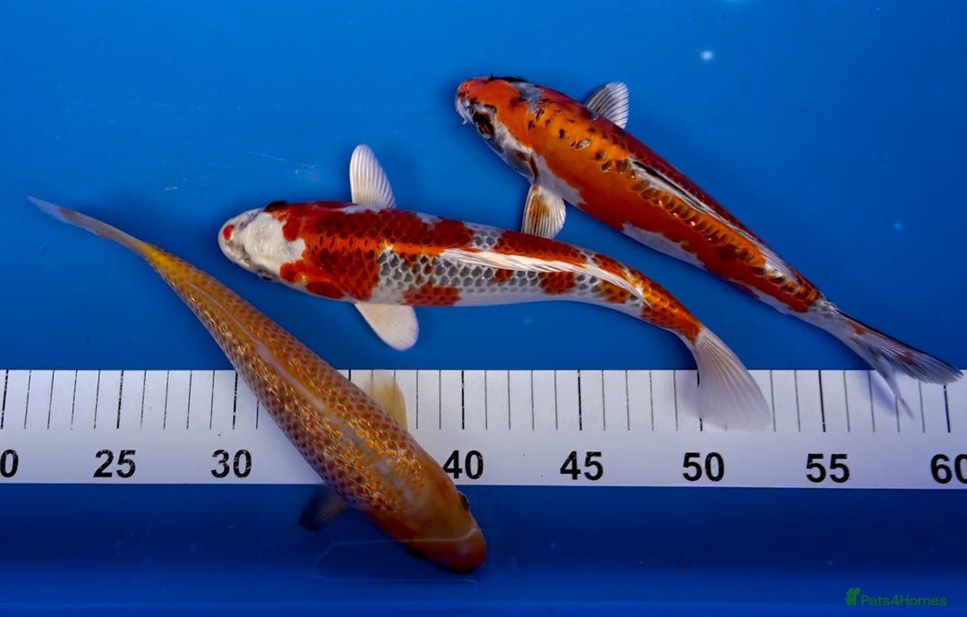 Koi Carp fish for sale: Huge selection of Japanese Koi for sale - Image 10