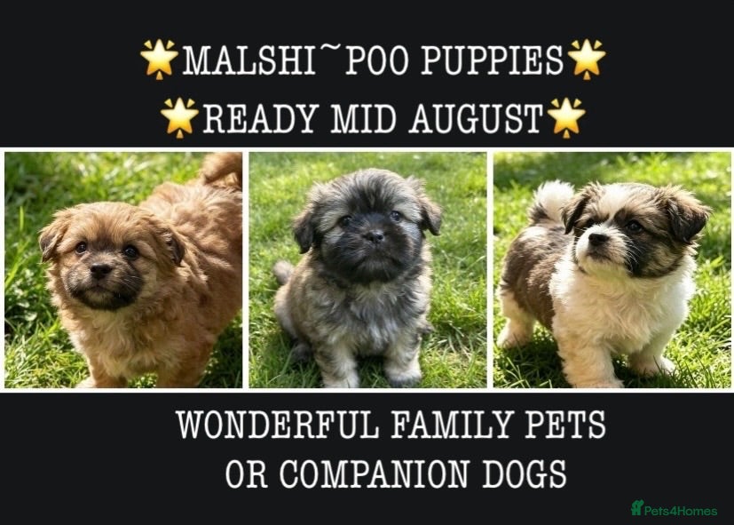 Mixed Breed dogs MALSHI-POOS -LOVELY FAMILY PET /COMPANION DOGS - Advert 1
