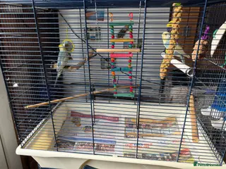 Budgerigars birds 2 beautiful young Rainbow Budgie with cage - Advert 17