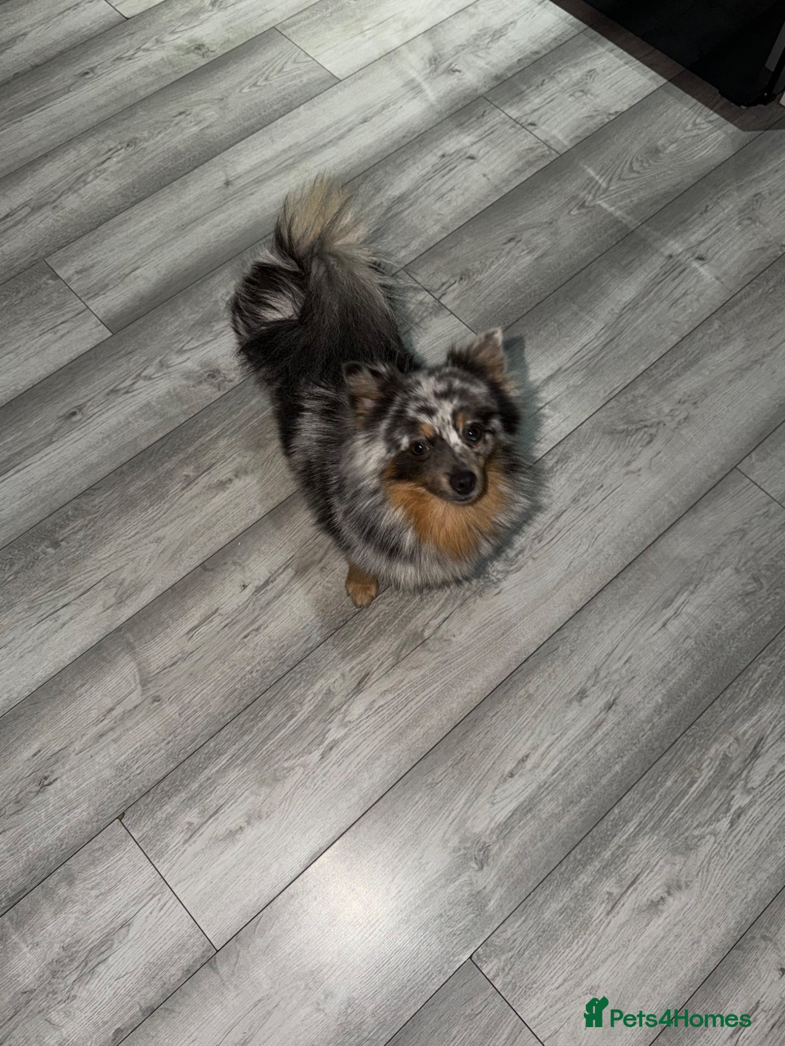 Pomeranian dogs Pomeranian Tiny boy for sale  - Advert 1