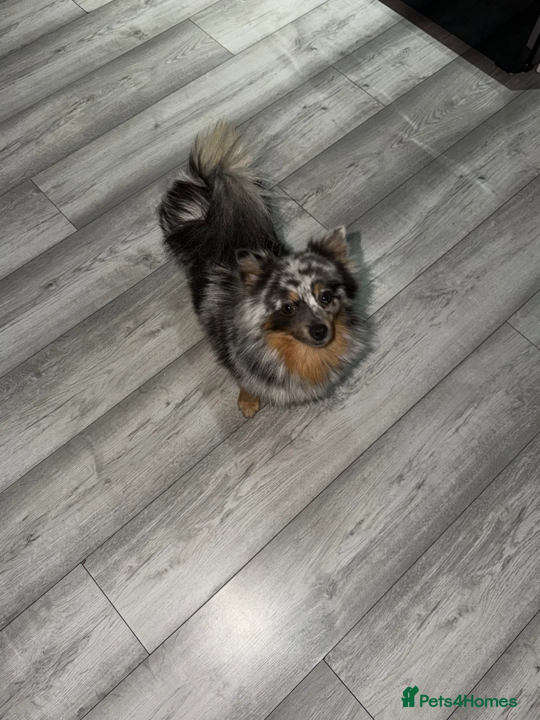 Pomeranian dogs for sale: Pomeranian Tiny boy for sale  in Birkenhead - Advert 1