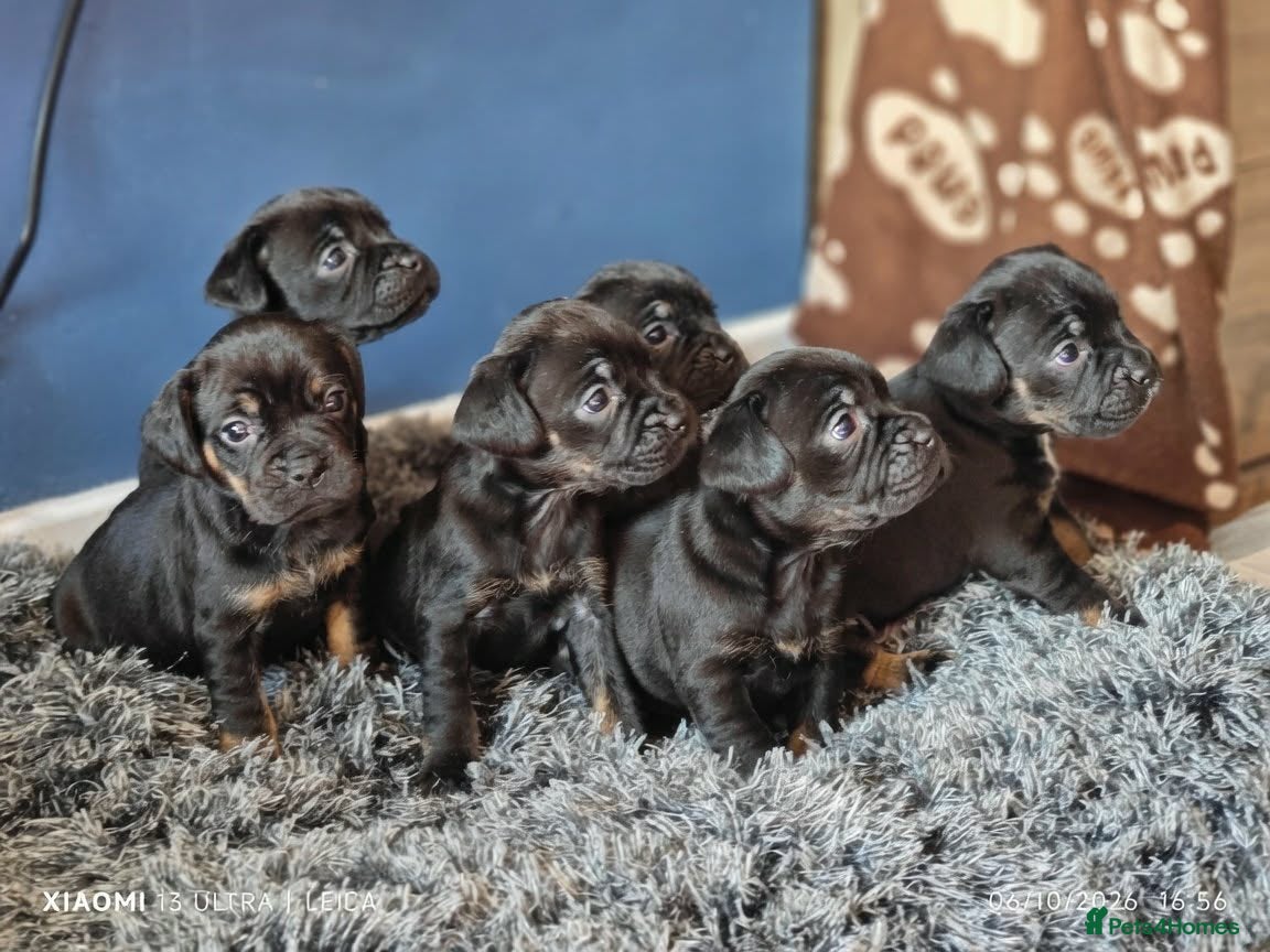 Mixed Breed dogs Frockers  - Advert 7