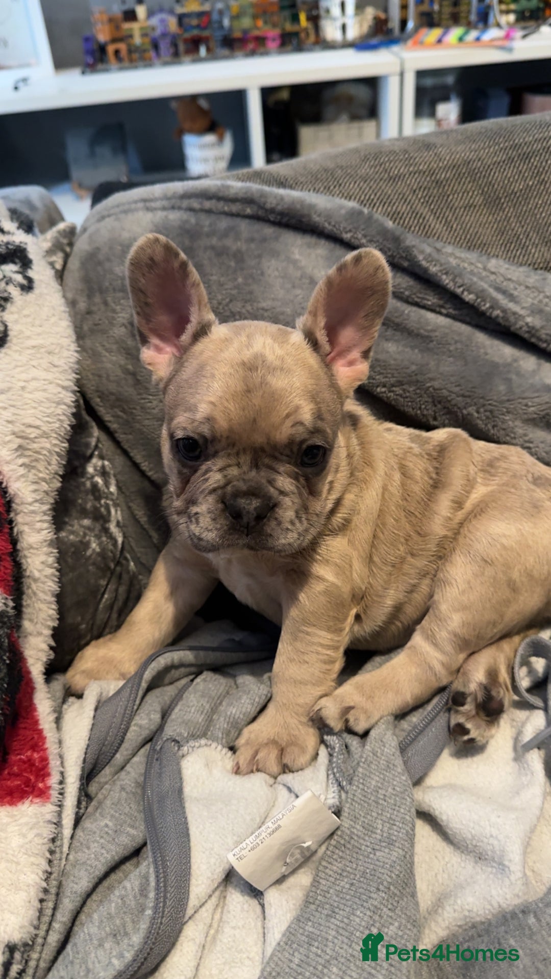 French Bulldog dogs for sale: 2 STUNNING BOY FRENCHIES LEFT…. REDUCED READY NOW in Stoke-on-Trent - Image 26