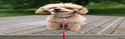 Poochon dogs for sale: Health-Tested Poochon Puppies – Ready 29th May in Carmarthen - Advert 3