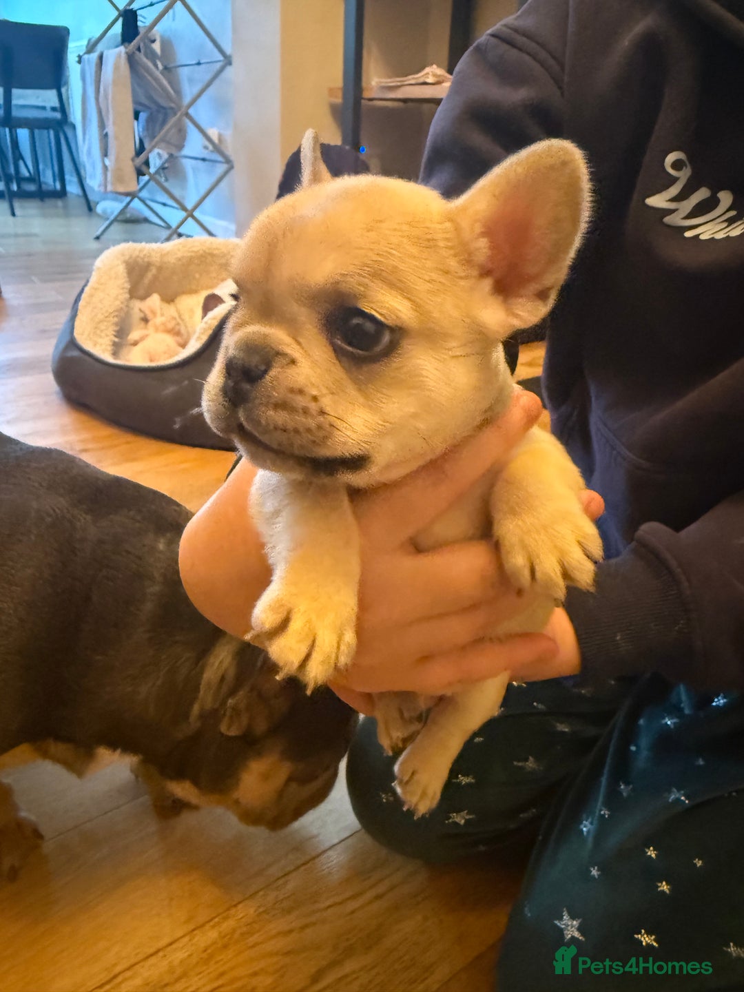 French Bulldog dogs for sale: Beautiful Pups – Looking for Their Forever Homes - Advert 31