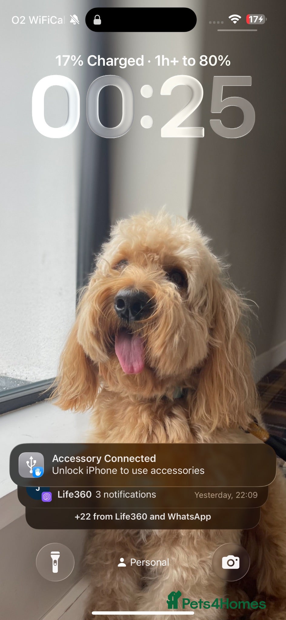 Cockapoo dogs Male Cockapoo FOR STUD ONLY - Advert 1