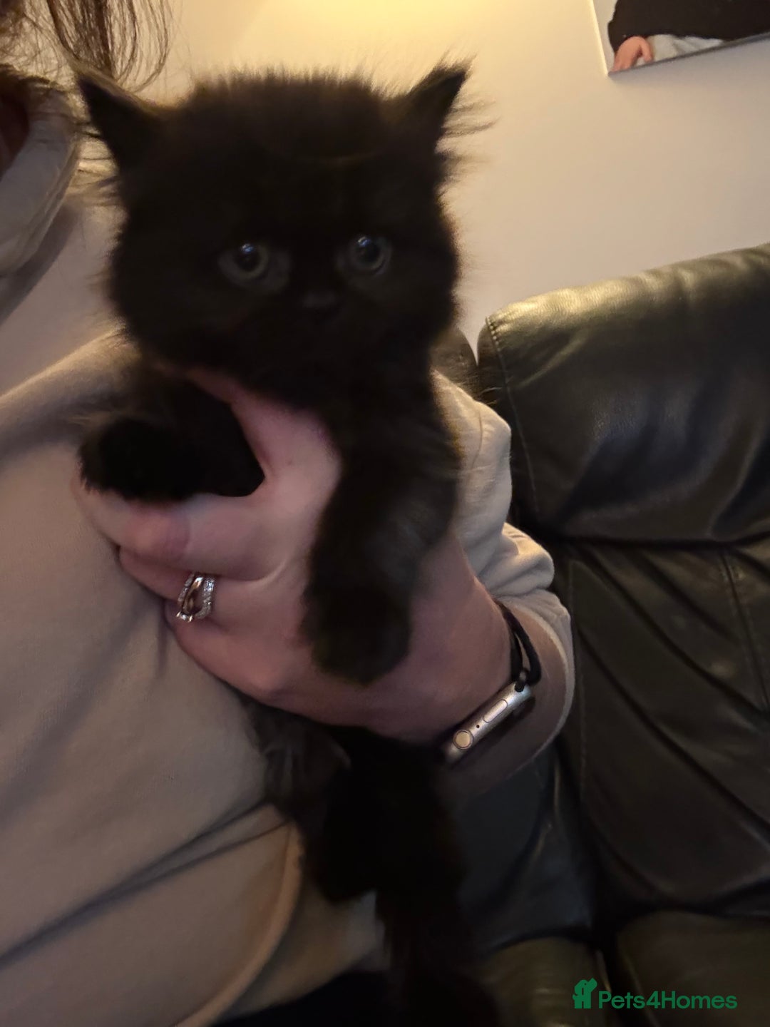 Mixed Breed cats for sale: Mixed British shorthair kittens for sale  - Advert 2