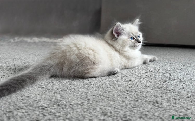 Ragdoll cats - Advert 13