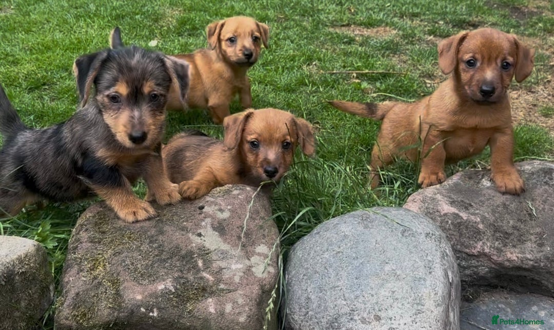 Mixed Breed dogs for sale: Stunning Daxi x Norfolk terrier  - Image 12