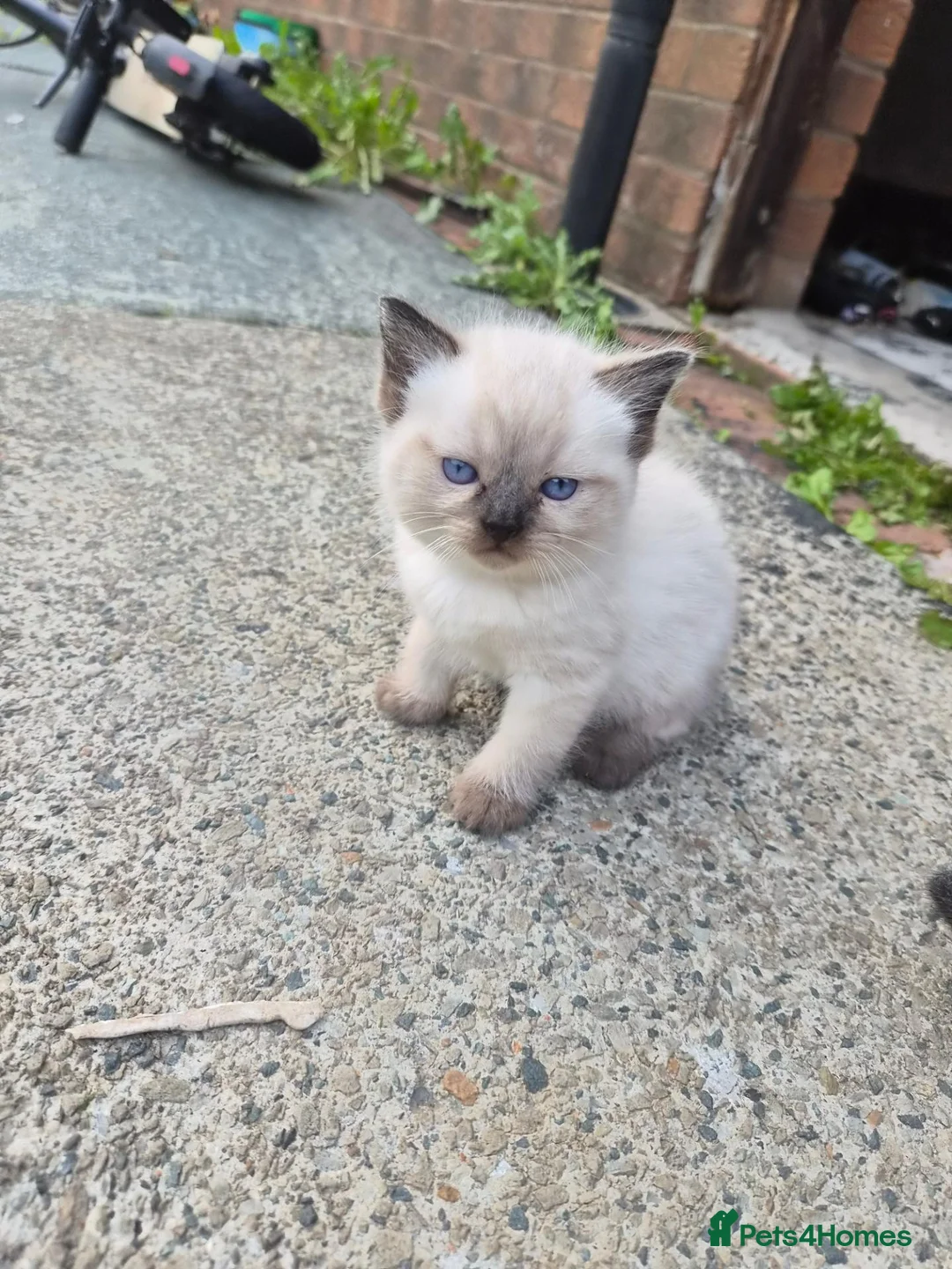 Mixed Breed cats for sale: Beautiful Kittens Ready for Their New Homes - Advert 19