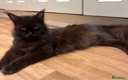 Maine Coon cats for sale: Halloween babies 🎃🐈‍⬛ - Advert 2