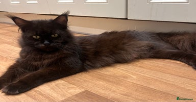 Maine Coon cats Halloween babies 🎃🐈‍⬛ - Advert 4