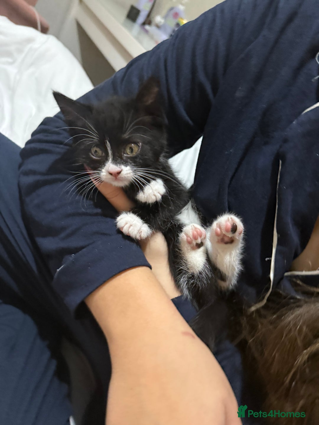 Domestic Shorthair cats for sale: ✨4 Loving Kittens Ready Now ✨ - Advert 5