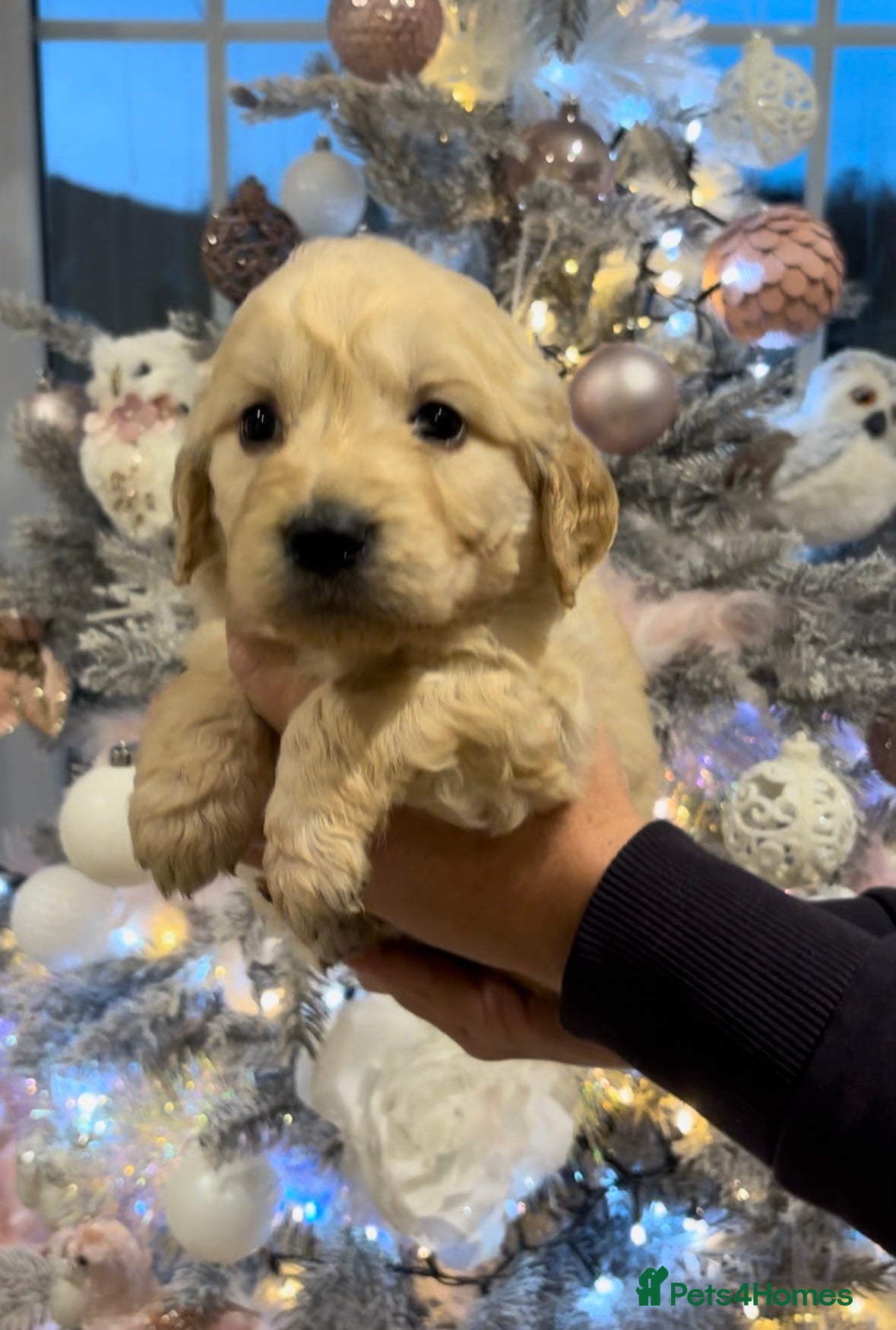Goldendoodle dogs Gorgeous F1 Golden Doodles ❤️ - Advert 3
