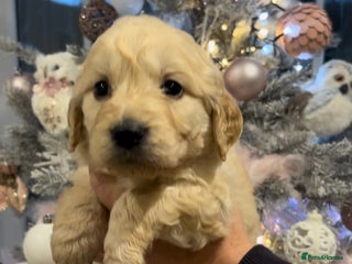 Goldendoodle dogs Gorgeous F1 Golden Doodles ❤️ - Advert 3