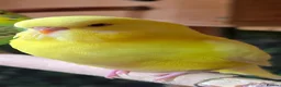 Budgerigars birds for sale: Young Budgies: Semi-tamed Lutino & Albino for sale - Advert 24