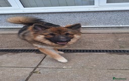 Mixed Breed dogs for sale: Puppies due 28th November - Advert 2