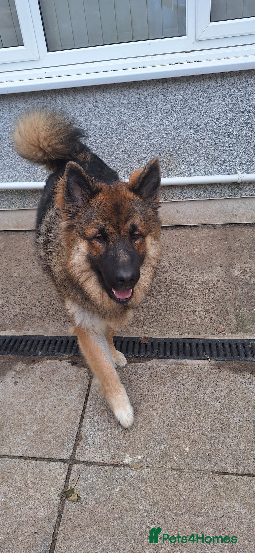 Mixed Breed dogs for sale: Puppies due 28th November - Advert 2