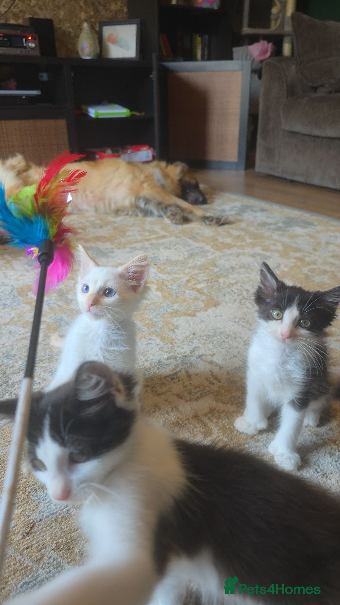 Maine Coon cats 3 mainceoon ragdoll boys, including 1 poly - Advert 2