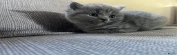 British Shorthair cats for sale: Four beautiful grey British shorthair kitten in Ingatestone - Advert 2